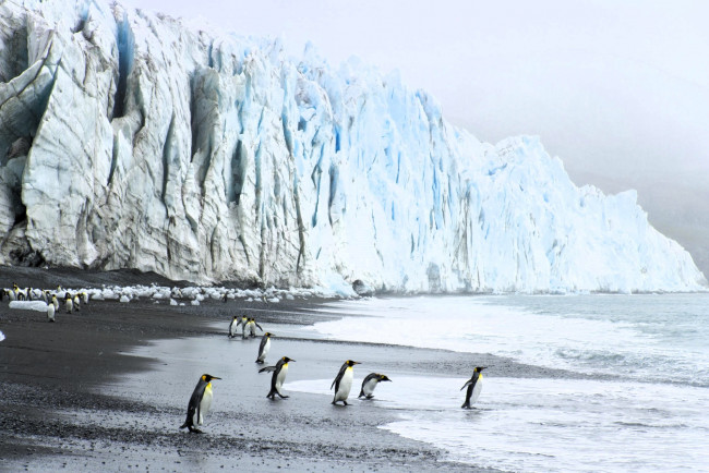 Обои картинки фото животные, пингвины, берег, море, лед, скала, ледник