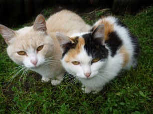 Картинка животные коты кошка кот взгляд трава
