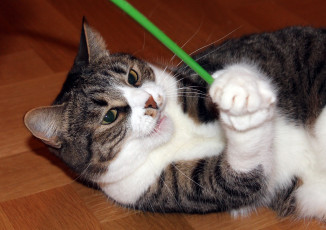 Картинка животные коты кот кошка палочка игра