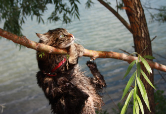 Картинка животные коты кот кошка ветка дерево вода