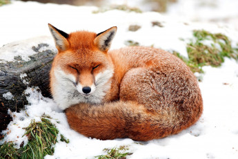 Картинка животные лисы пушистый мех рыжая прищур отдых