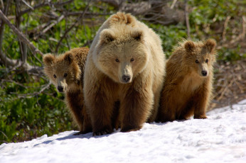 Картинка животные медведи медвежонок медведица