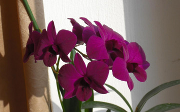 Картинка цветы орхидеи сиреневые
