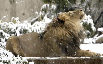 Картинка животные львы снег голова грива лев вверх смотрит