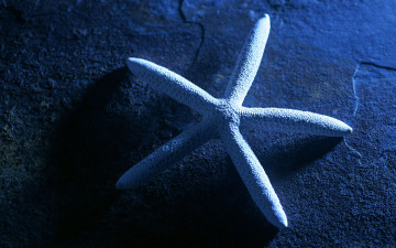 Картинка животные морские звёзды морская звезда макро свет поверхность