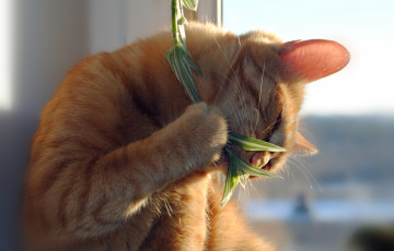 Картинка животные коты кошка кот растение