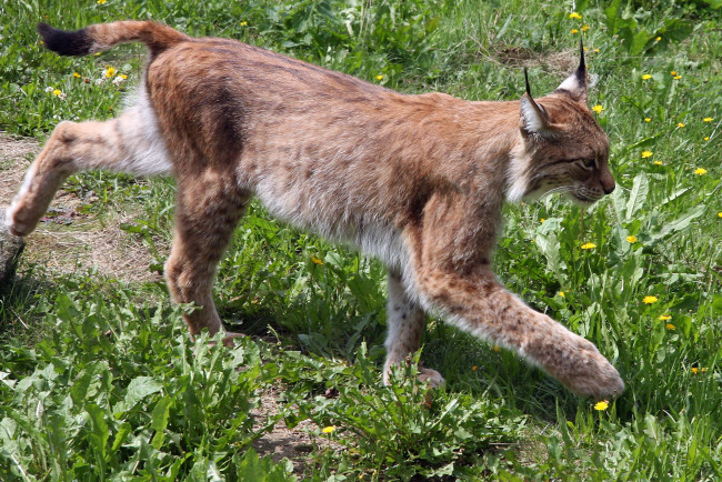 Обои картинки фото животные, рыси, lynx