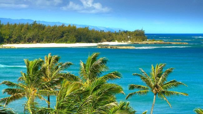 Обои картинки фото природа, тропики, пальмы, море, пляж