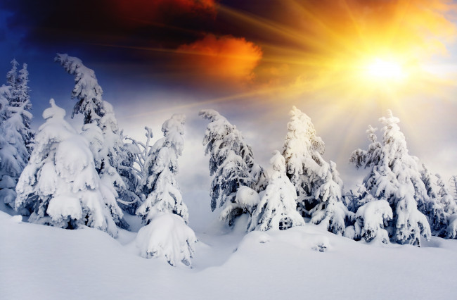 Обои картинки фото природа, зима, ели, снег, сугробы, свет, солнце