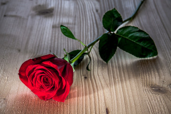 Картинка цветы розы красная листья фон flower rose