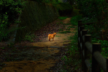Картинка животные коты парк кот дорога забор рыжий