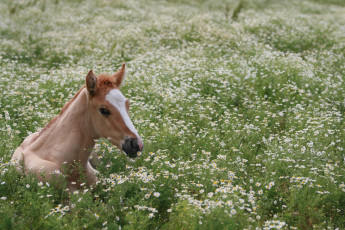 Картинка животные лошади лежит ромашки каштановый жеребёнок поле