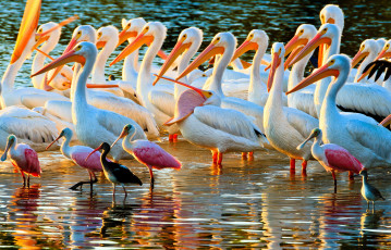 Картинка животные птицы пеликаны ибисы
