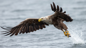 Картинка животные птицы+-+хищники орлан-белохвост вода взлёт птица крылья