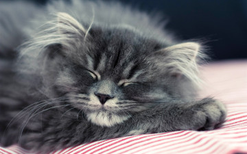 Картинка животные коты спит серый киса пушистик
