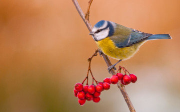 Картинка животные синицы +лазоревки птица ягоды ветка рябина лазоревка