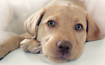 Картинка животные собаки лабрадор собака щенок