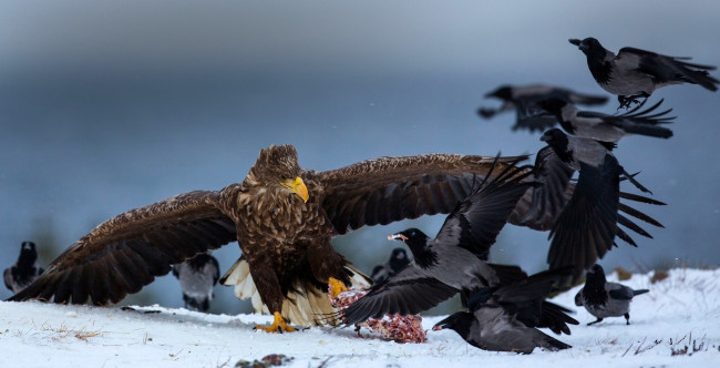Обои картинки фото животные, птицы, вороны, орёл, борьба, добыча, снег