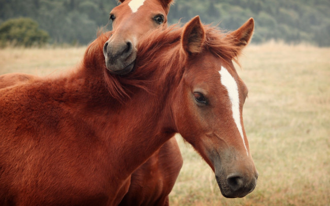 Обои картинки фото животные, лошади, детеныш, лошадь