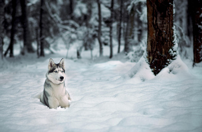 Обои картинки фото животные, собаки, зима, лайка, хаски, лес, снег, деревья