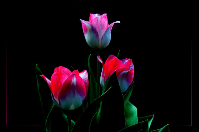 Обои картинки фото цветы, тюльпаны, трио