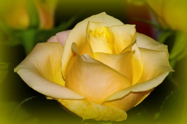 Обои картинки фото цветы, розы, макро, бутон, жёлтая, роза