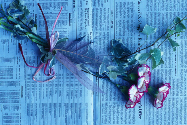 Обои картинки фото цветы, гвоздики, газета