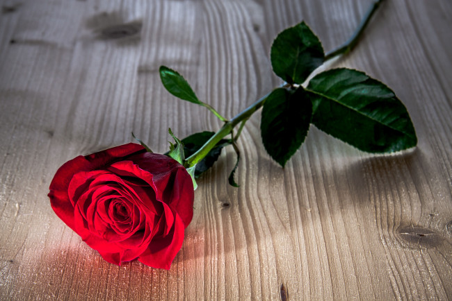 Обои картинки фото цветы, розы, красная, листья, фон, flower, rose