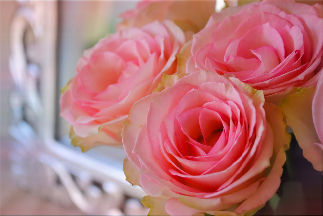 Обои картинки фото цветы, розы, лепестки, макро