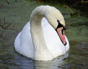 Картинка животные лебеди капли вода озеро птица лебедь