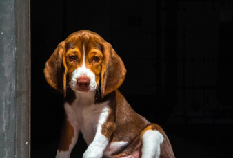 Картинка животные собаки щенок гончая взгляд уши