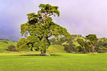 Картинка природа деревья холмы овцы поле дерево трава небо