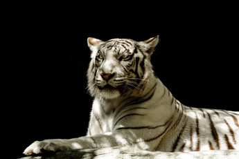 Картинка животные тигры белый кошка морда тень