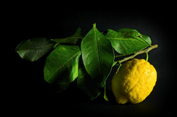 Картинка еда цитрусы ветка лимон