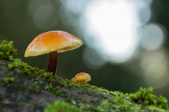 Картинка природа грибы макро зимний боке