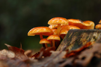 Картинка природа грибы оранжевые зимний