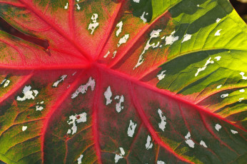 Картинка природа листья яркий красно-зелёный лист макро