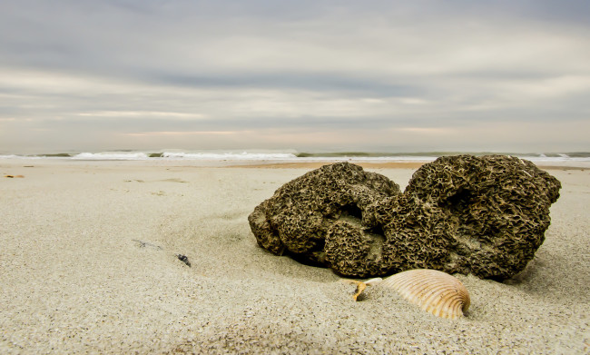 Обои картинки фото природа, побережье, пляж, песок, ракушка, небо, камень, макро