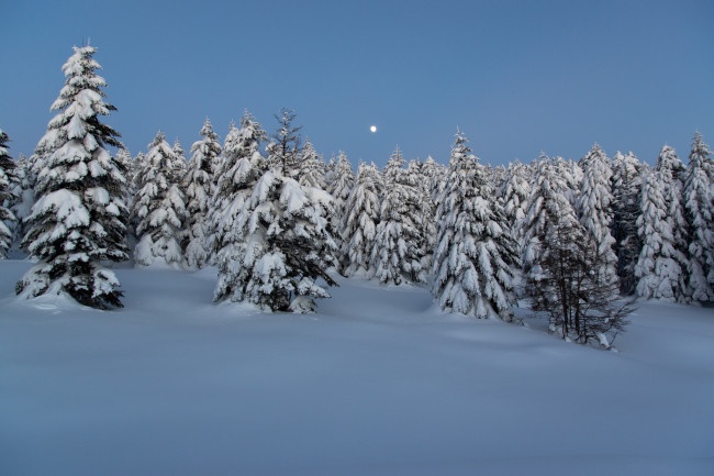 Обои картинки фото природа, зима, лес, ели, снег