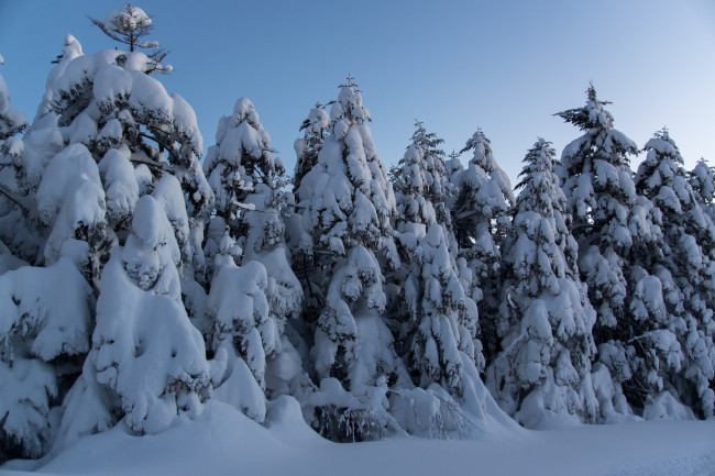Обои картинки фото природа, зима, вечер, снег, ели, лес