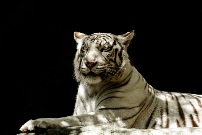 Обои картинки фото животные, тигры, белый, кошка, морда, тень