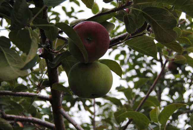 Обои картинки фото природа, плоды, яблоки, листья, ветка