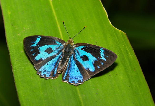 Обои картинки фото животные, бабочки,  мотыльки,  моли, itchydogimages, макро, насекомое, бабочка, синяя, крылья, усики