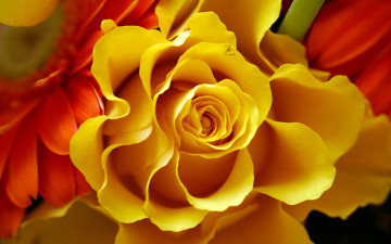 Картинка цветы разные+вместе оранжевые герберы роза желтая