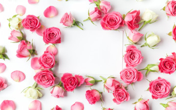 Картинка цветы розы бумага бутоны