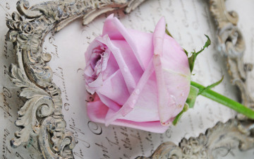 Картинка цветы розы рамка письмо