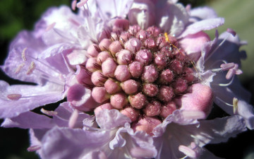 Картинка цветы скабиоза макро