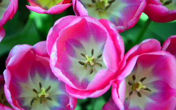 Картинка цветы тюльпаны макро