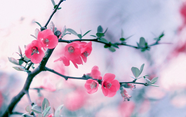 Обои картинки фото цветы, айва, весна, ветка, цветение