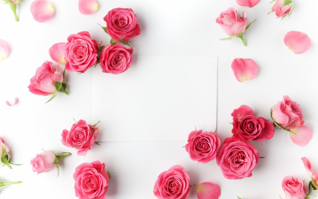 Обои картинки фото цветы, розы, бумага, бутоны